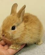 Image result for Baby Easter Bunny