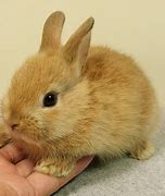 Image result for Colorful Bunny Images