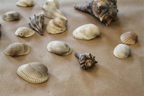 Image result for Shells Do It Yourself