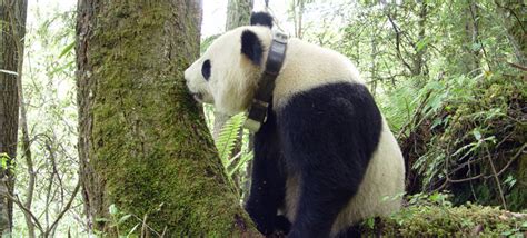 On the Trail of Giant Pandas in China
