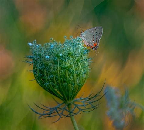 They call him the Streak.... by SwampGlam on DeviantArt