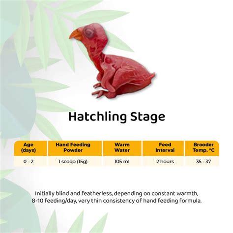 Pet Parrot Hand Feeding Formula 的图像结果