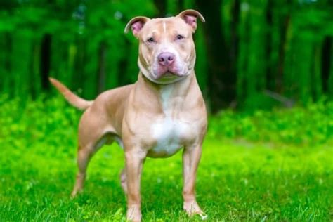 Image result for Dog CPR Algorithm
