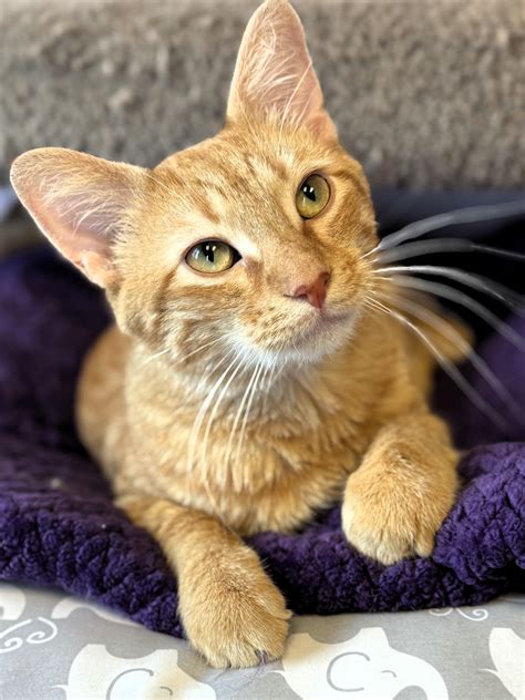 Cat for adoption - Cheeto, a Domestic Short Hair in Pekin, IL | Petfinder
