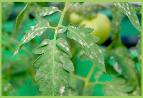 Tomato Powdery Mildew | Tomato Disease | Symptoms & Control Measures ...