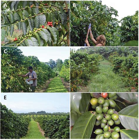 Integrated Pest Management of Coffee Berry Borer: Strategies from Latin ...