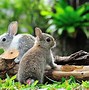 Image result for Cute Bunny Colors