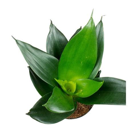 Sansevieria trifasciata Black Dragon - Snake Plant - Online Plants Cart