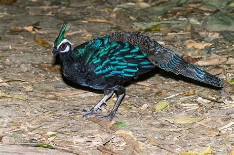 Birding | Asia | Philippines: Endangered Endemics