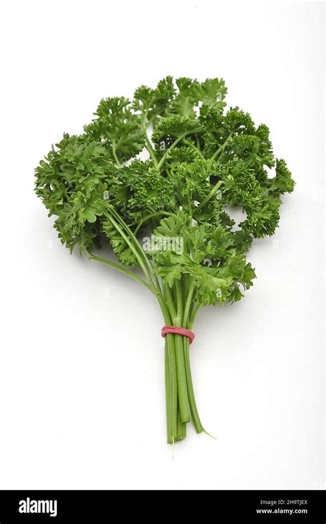 How to Use Fresh Curled Parsley 的图像结果