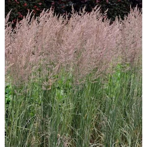 Die Nr-01.de Calamagrostis acutiflora Overdam 130 cm kaufen bei OBI