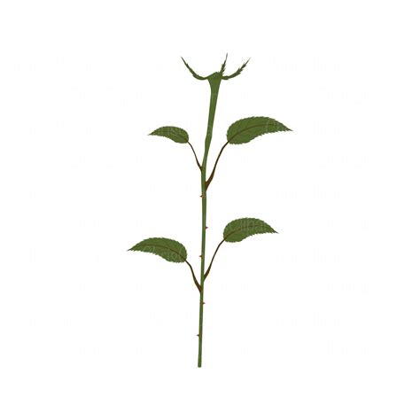 Flower Stem Projects at Lisa Teixeira blog