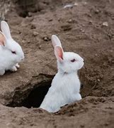 Image result for Baby Bunny Hole