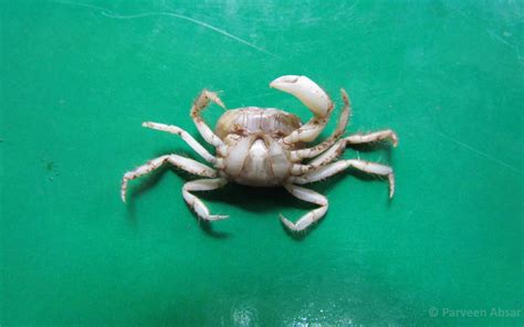 AMU scientist discovers a rare new cave-dwelling crab species in Meghalaya