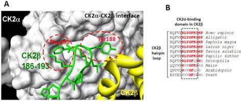 In Search of Small Molecule Inhibitors Targeting the Flexible CK2 ...