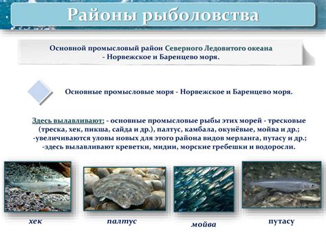 Жизнь в океане. Основные районы рыболовства. Экологические проблемы ...