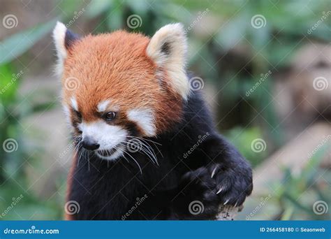 Image result for Red Panda vs Firefox