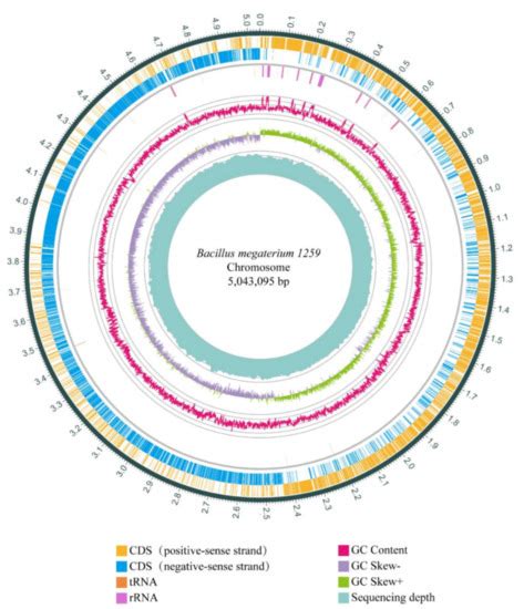 Genomics Analysis of Bacillus megaterium 1259 as a Probiotic and Its ...