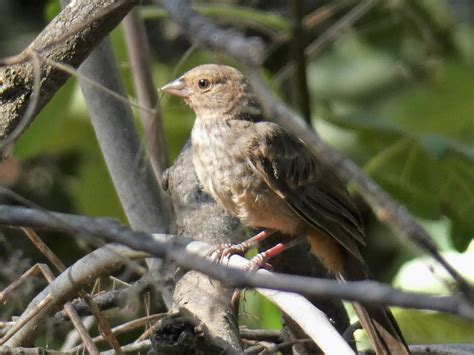 Geotripper's California Birds: A Near-California Endemic, the California Towhee on the Tuolumne ...