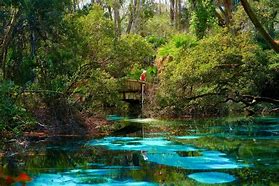 Image result for Best Florida Springs