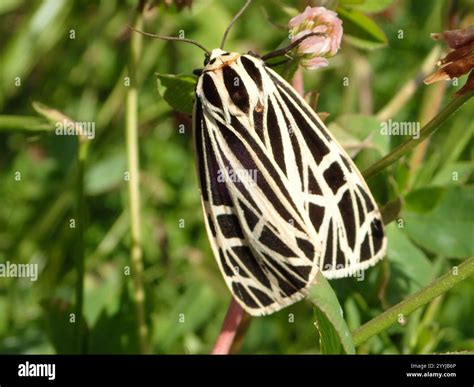 Virgin Tiger Moth (Apantesis virgo Stock Photo - Alamy