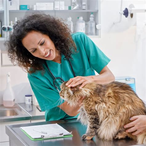 Four Reasons Why Your Pet Should Have a Regular Check-Up – New Market ...