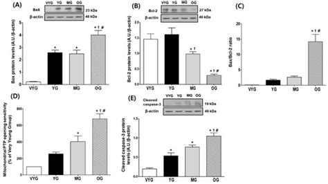 Aging Promotes Mitochondria-Mediated Apoptosis in Rat Hearts
