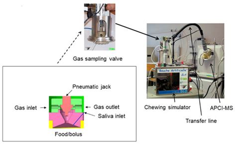 Effect of Oral Physiology Parameters on In-Mouth Aroma Compound Release ...