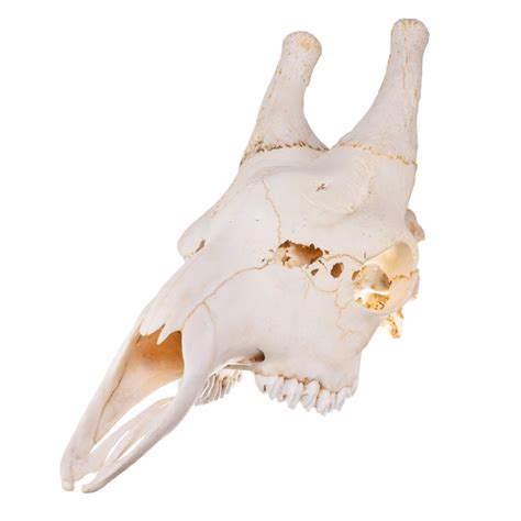 Real Giraffe Skull - Male — Skulls Unlimited International, Inc.