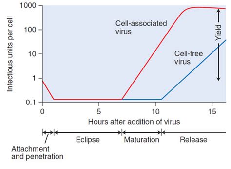 Image result for Computer Virus Explained