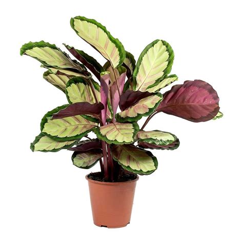 Creative Farmer Table Plant Calathea Roseopicta Rosy Rare Imported ...