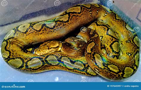 Image result for Reticulated Python Morphs