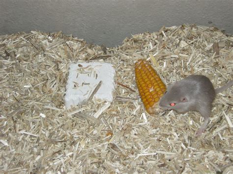 junge Wüstenrennmäuse zu verschenken in Schnaittenbach | Tiere ...