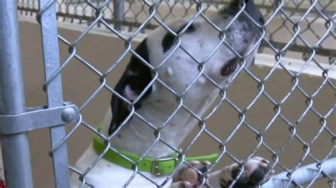 ’Mutt-I-Gras’ adoption event in Detroit aims to help animals find ...