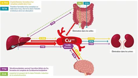 Traitement médicamenteux de la maladie de Wilson - Contenu en francais ...