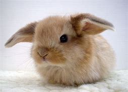 Image result for Cute Little Bunny