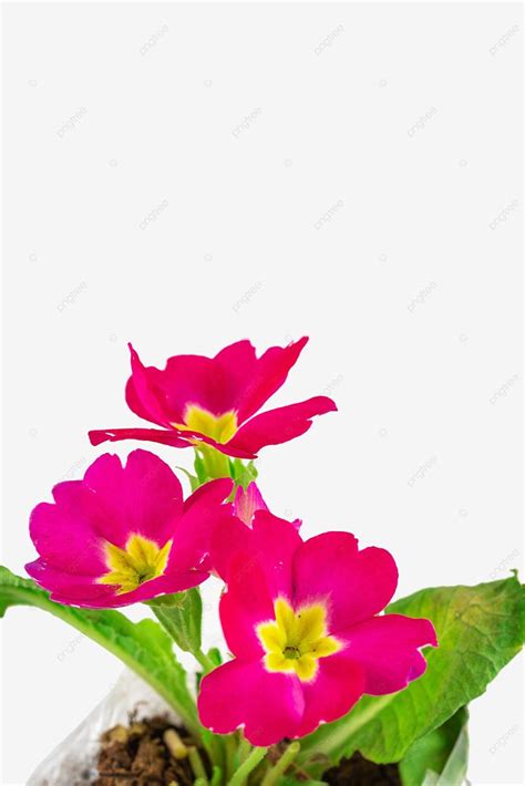 Red Primrose Flowers, Red, Fresh Flowers, Flowers PNG Transparent Image ...