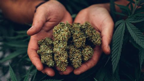 The Ultimate Foliar Feeding Guide for Cannabis: Tips, Tricks, and Benefits of Foliar Feeding ...