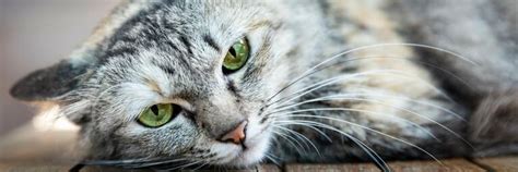 How to Welcome a Foster Pet into Your Home - FOUR PAWS International ...