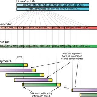 DNA digital data storage Data Encoding 的图像结果