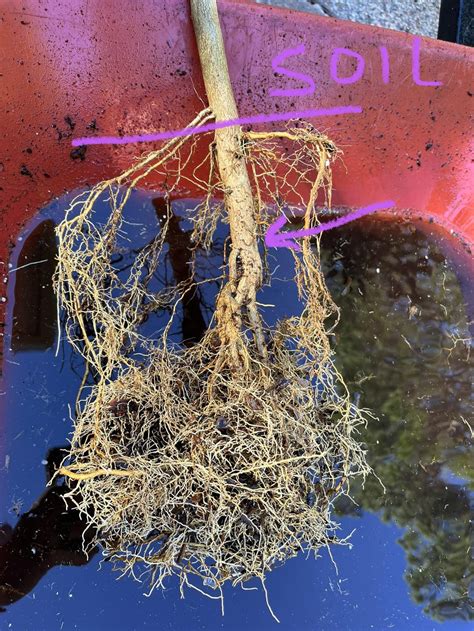 Finding Tree Root Flare 的图像结果