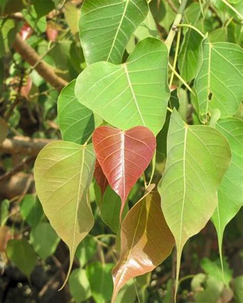 Buy Peepal (Pipal) Plant Online at Best Price - Sacred Peepal Tree