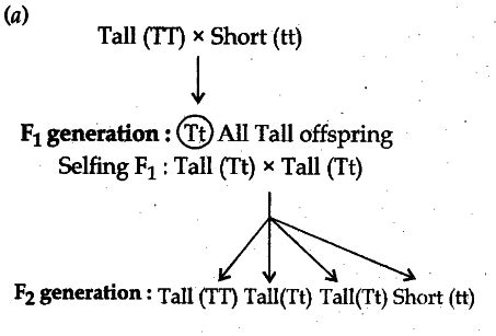 Draw a flow chart to determine the characteristics of the progeny of a ...
