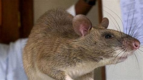 世界上最大的老鼠，老鼠大如豬！身體可長130公分重100斤 - 資訊咖