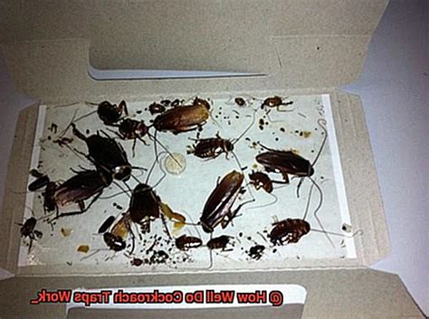 How to Make a Cockroach Trap 的图像结果