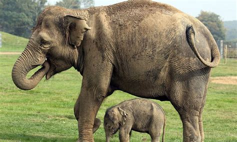 Newborn Elephant Weight