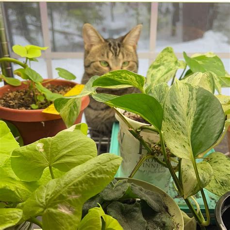 Are Spider Plants Toxic To Cats And Dogs