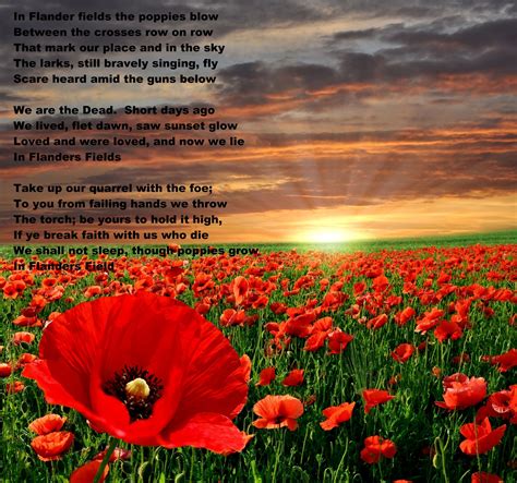 Flanders Fields Poppies