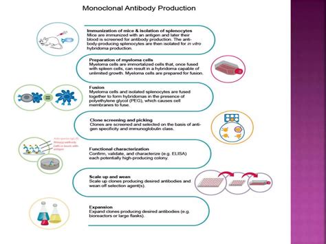 Monoclonal antibodies production | PPTX