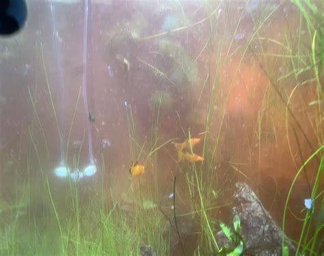 Purified Filtered Water